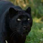 Black Panther full hd