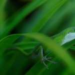Green Anole wallpapers for android