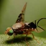 Insect images