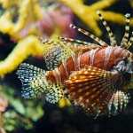 Lionfish wallpapers for android