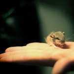 Mouse full hd