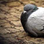 Pigeon new wallpapers