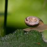 Snail wallpapers for desktop