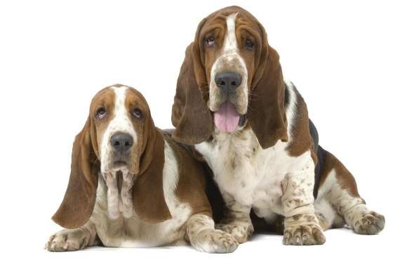 Basset Hound wallpapers hd quality