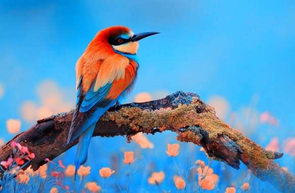 Bee-eater wallpapers hd quality