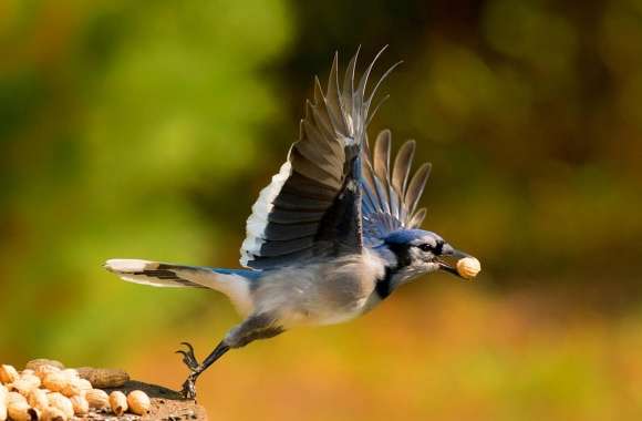 Blue Jay wallpapers hd quality