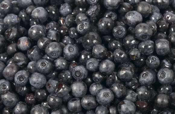 Blueberry wallpapers hd quality