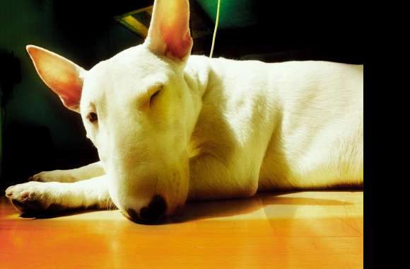Bull Terrier wallpapers hd quality