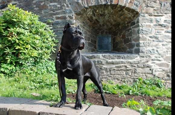 Cane Corso wallpapers hd quality
