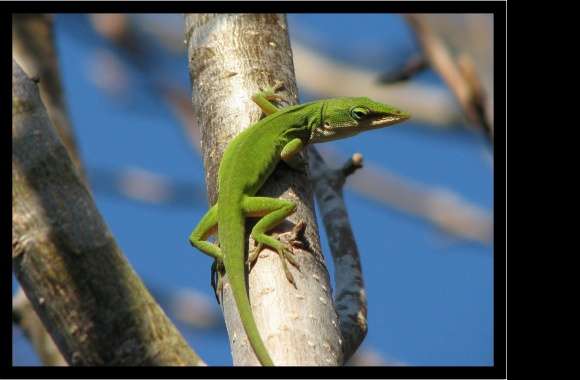 Green Anole wallpapers hd quality