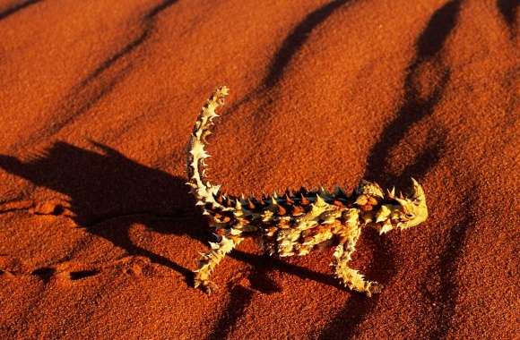 Lizards wallpapers hd quality