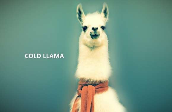 Llama wallpapers hd quality