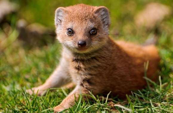 Mongoose wallpapers hd quality