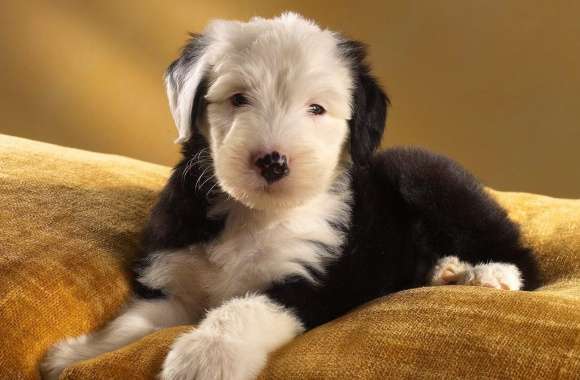 Old English Sheepdog wallpapers hd quality