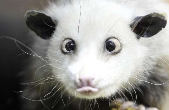Opossum wallpapers hd quality
