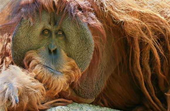 Orangutan wallpapers hd quality