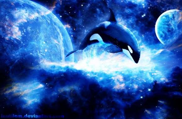 Orca wallpapers hd quality