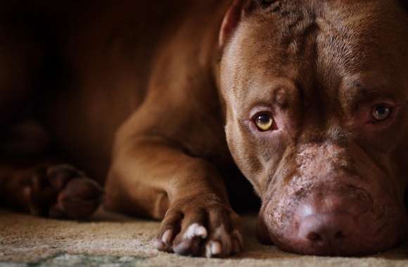 Pit Bull wallpapers hd quality