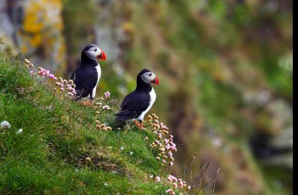 Puffin wallpapers hd quality