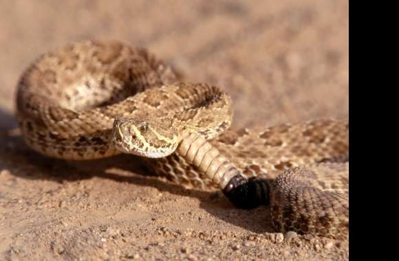 Rattlesnake wallpapers hd quality