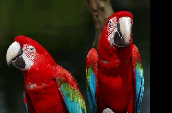 Red-and-green Macaw wallpapers hd quality