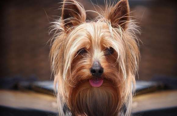 Silky Terrier wallpapers hd quality