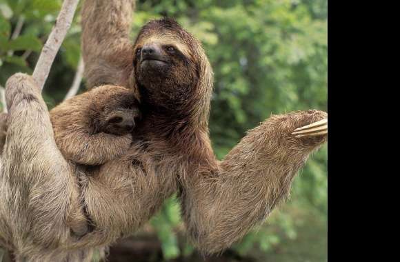 Sloth wallpapers hd quality