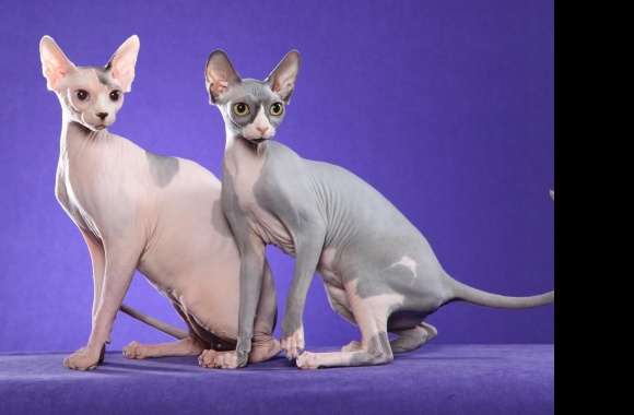 Sphynx Cat wallpapers hd quality