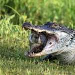 Alligator pics