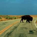 American Bison new wallpapers