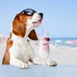 Basset Hound wallpapers for iphone