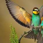 Bee-eater background