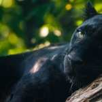 Black Panther pic