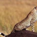 Cheetah high definition photo