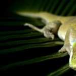 Green Anole free wallpapers