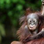 Orangutan full hd