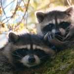 Raccoon wallpapers for android