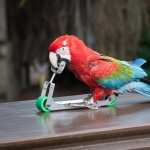 Red-and-green Macaw hd pics