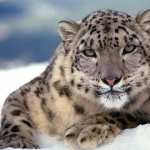 Snow Leopard wallpapers for android