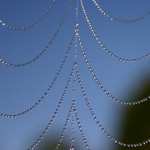 Spider Web high quality wallpapers