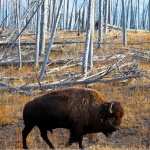 American Bison free download