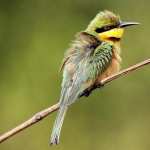 Bee-eater PC wallpapers