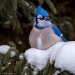 Blue Jay high definition wallpapers