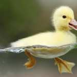 Duck free