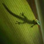 Green Anole high definition photo