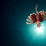 Lionfish new wallpapers
