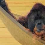 Orangutan pic
