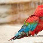 Red-and-green Macaw wallpapers