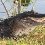Alligator new photos
