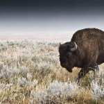 American Bison wallpapers for iphone